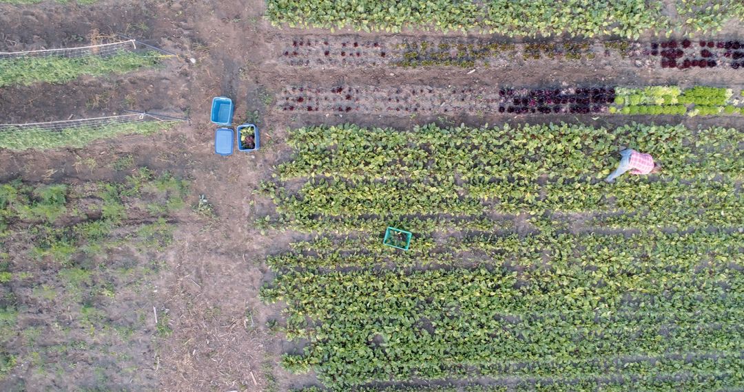 Aerial View of Farm Rows Showing Agricultural Patterns