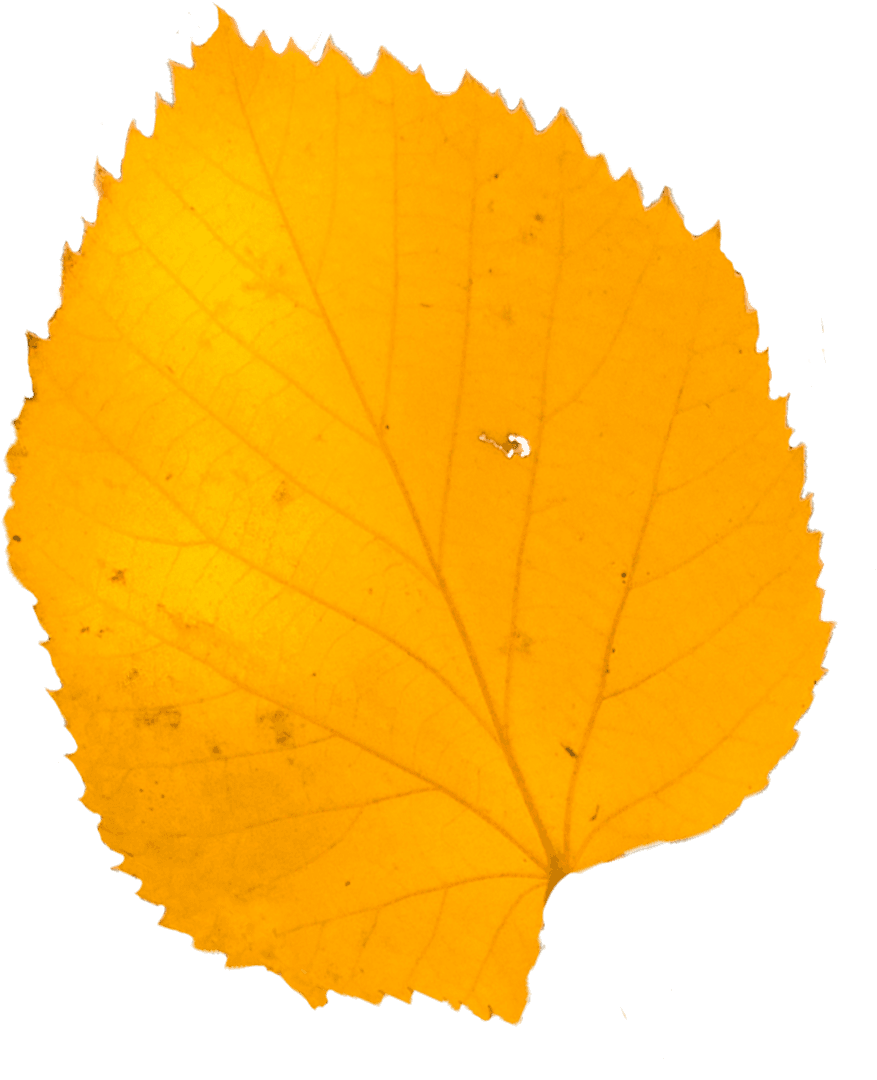 Transparent Close-up Yellow Autumn Leaf Isolated on White Background