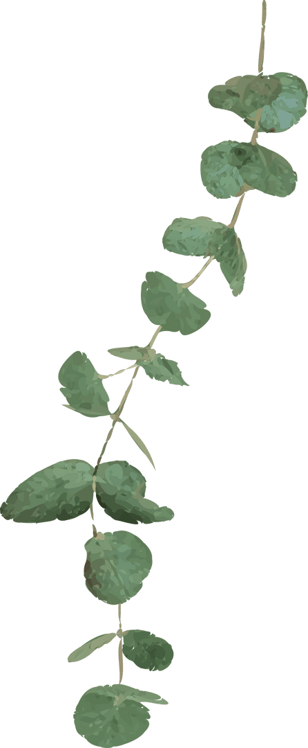 Minimalist Eucalyptus Branch with Transparent Leaves