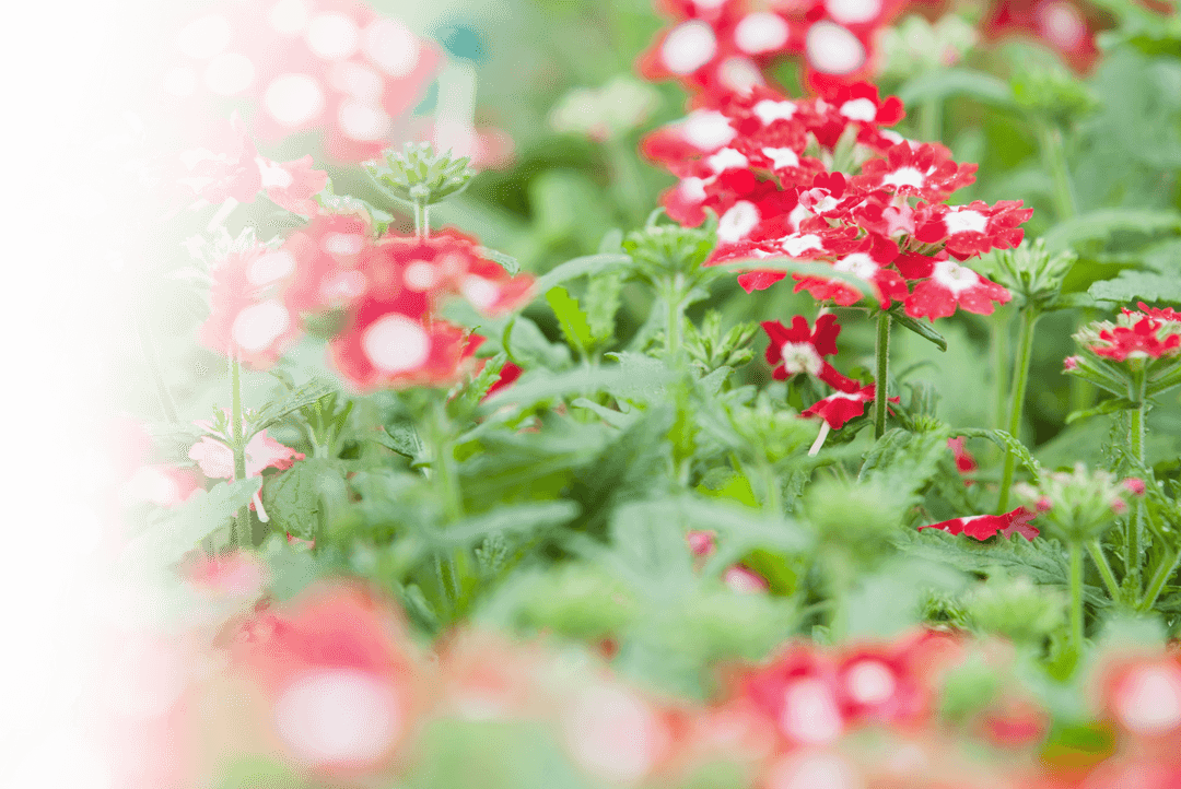 Transparent Red Flowers with Green Leaves in Bloom