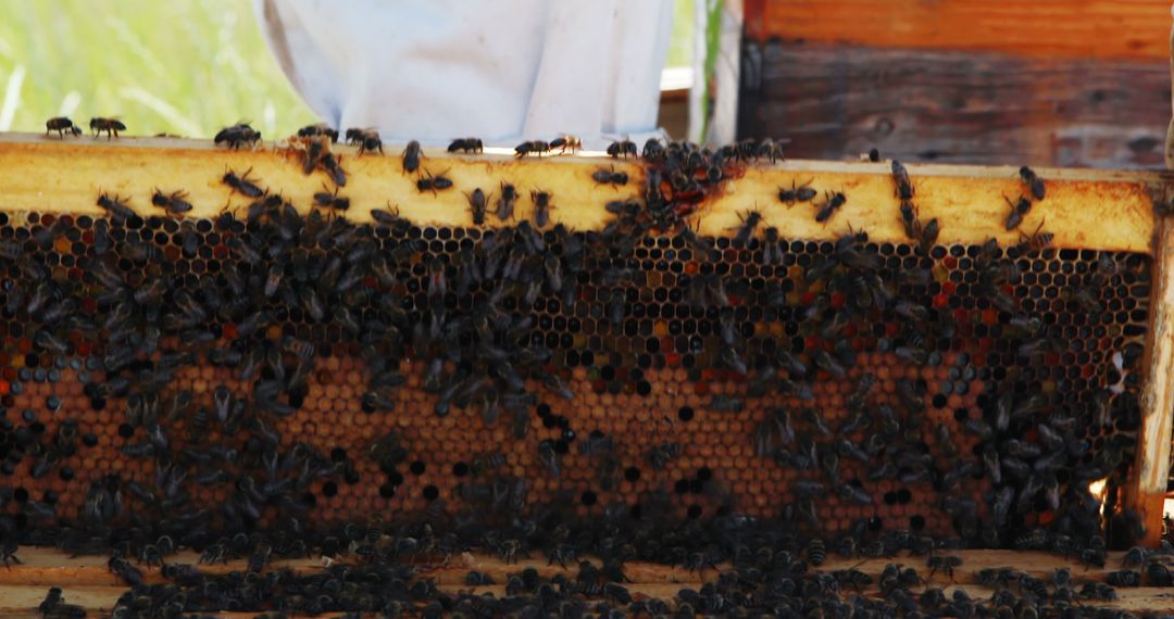 Beekeeper Inspecting Hive Frame at Apiary