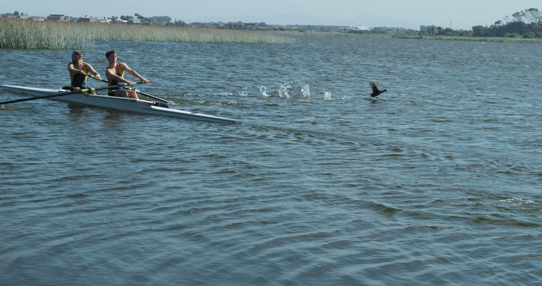 Two Rowers Exercising on Calm Lake with Bird in Flight - Free Images, Stock Photos and Pictures on Pikwizard.com