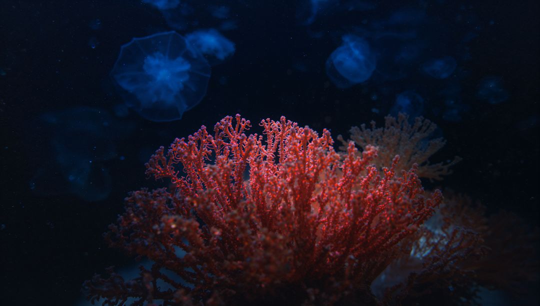 Luminous Red Coral in Deep Sea Serenity