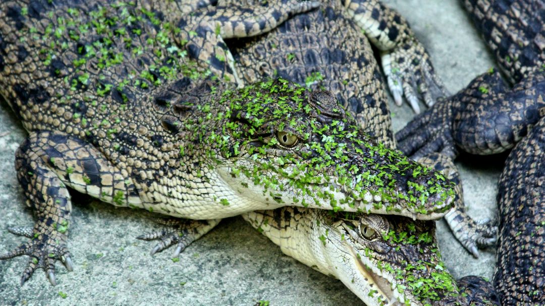 Close-up of Baby Crocodiles Resting Together in Natural Habitat - Free Images, Stock Photos and Pictures on Pikwizard.com