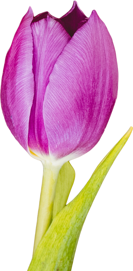 Close-up of Pink Tulip on Transparent Background - Download Free Stock Images Pikwizard.com