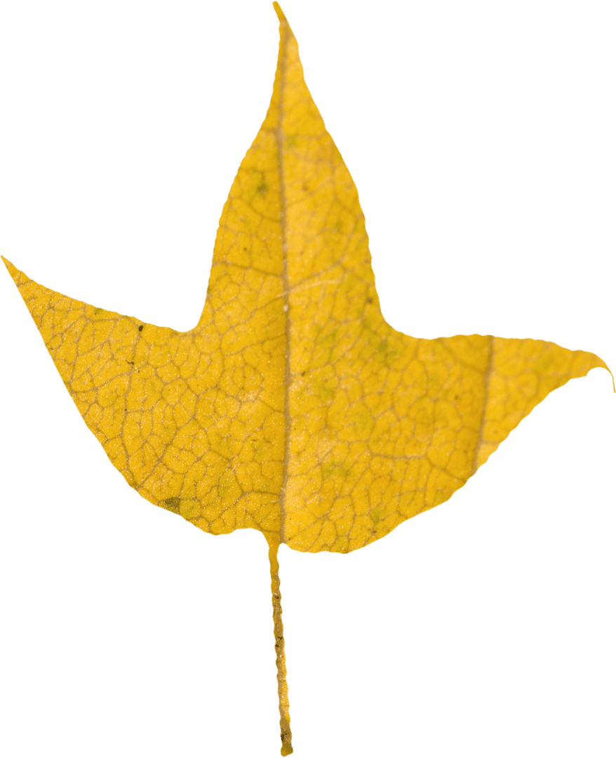 Transparent Yellow Autumn Leaf Showing Fine Veins Close Up