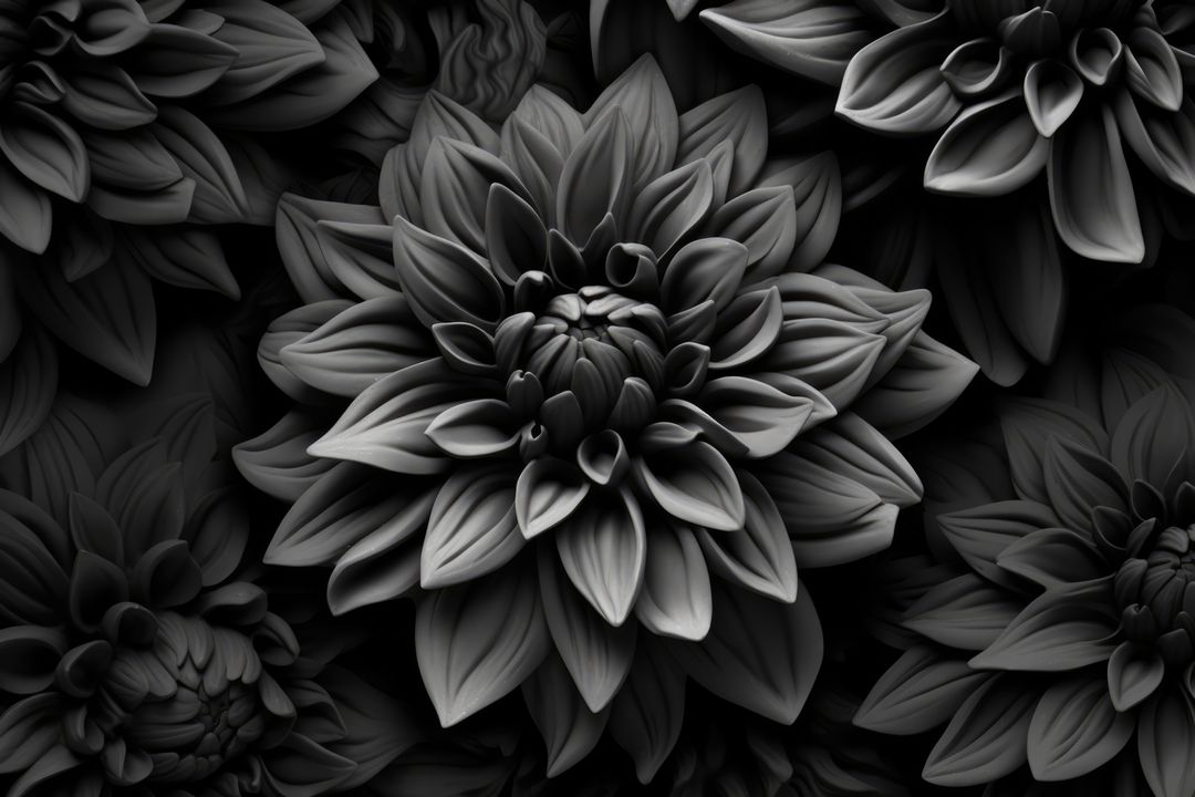 Black and White Close-Up of Dahlia Flowers with Detailed Petals - Free Images, Stock Photos and Pictures on Pikwizard.com