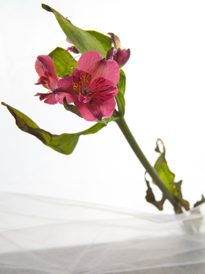 Vibrant Pink Alstroemeria Against Soft White Background