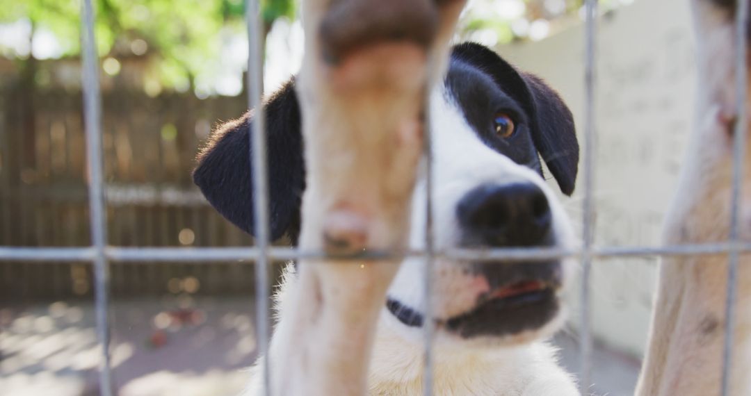 Lonely Dog Behind Metal Fence Looking Outside in Kennel - Free Images, Stock Photos and Pictures on Pikwizard.com