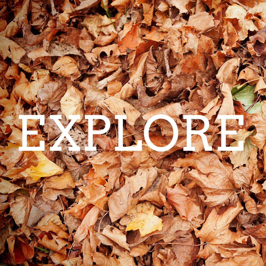 Colorful Autumn Leaves Encouraging Exploration and Change