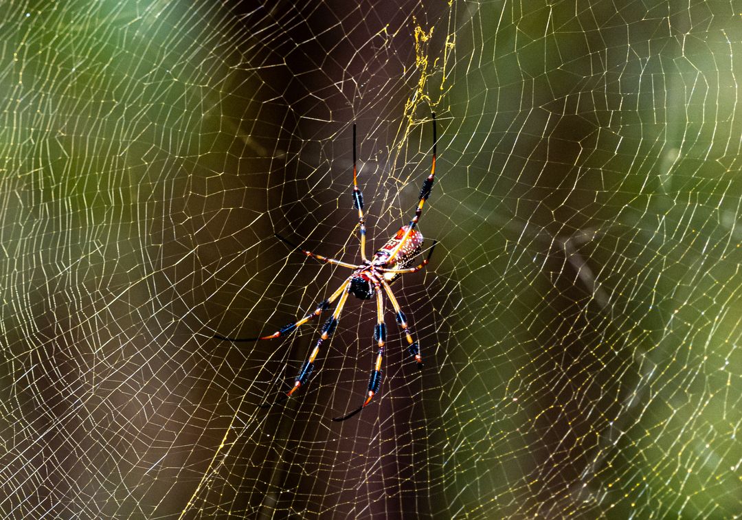 Golden Orb-Weaver Spinning Intricate Web with Vibrant Legs in Sunlit Foliage