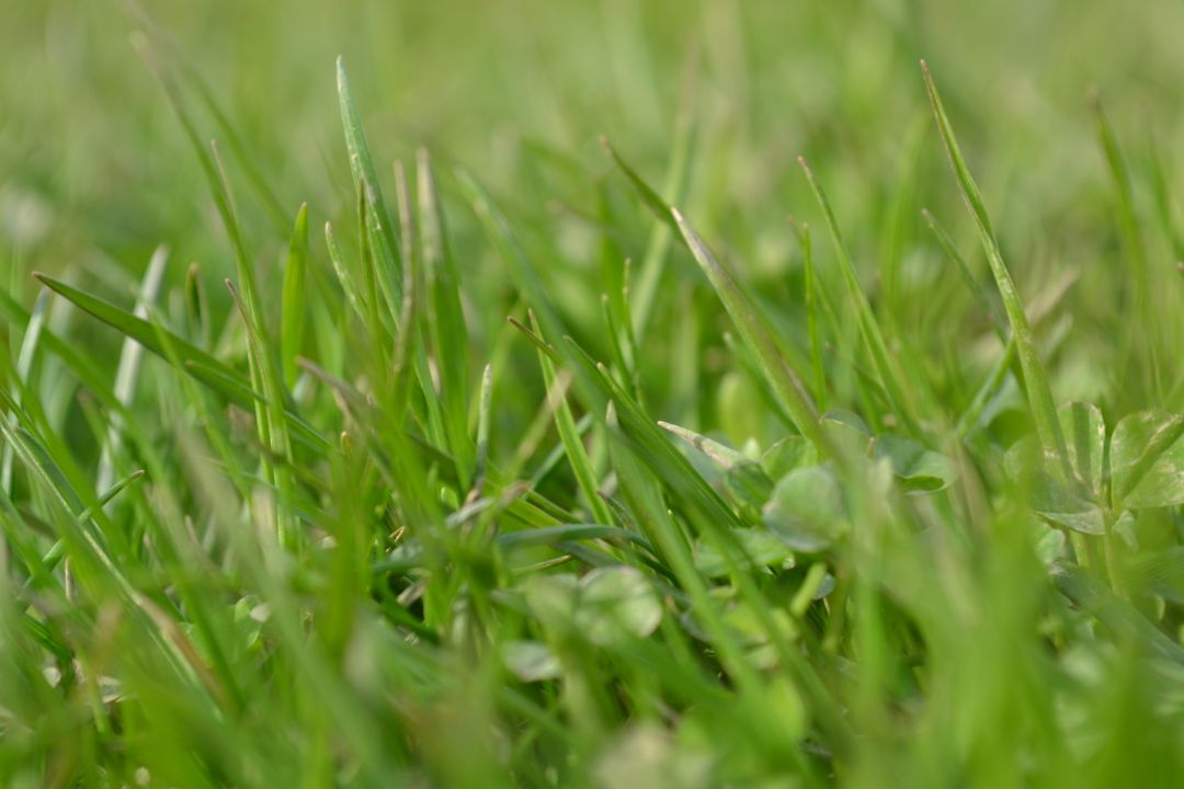 Close-Up of Fresh Green Grass Blades in Springtime - Free Images, Stock Photos and Pictures on Pikwizard.com
