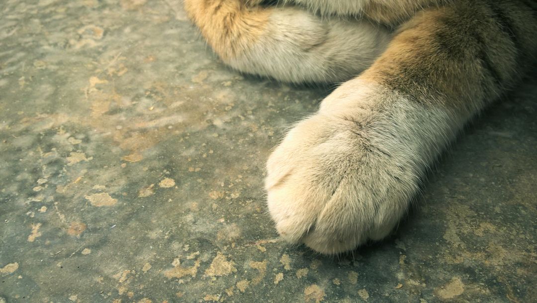 Close-up of a Cat's Paw on Concrete Ground - Free Images, Stock Photos and Pictures on Pikwizard.com