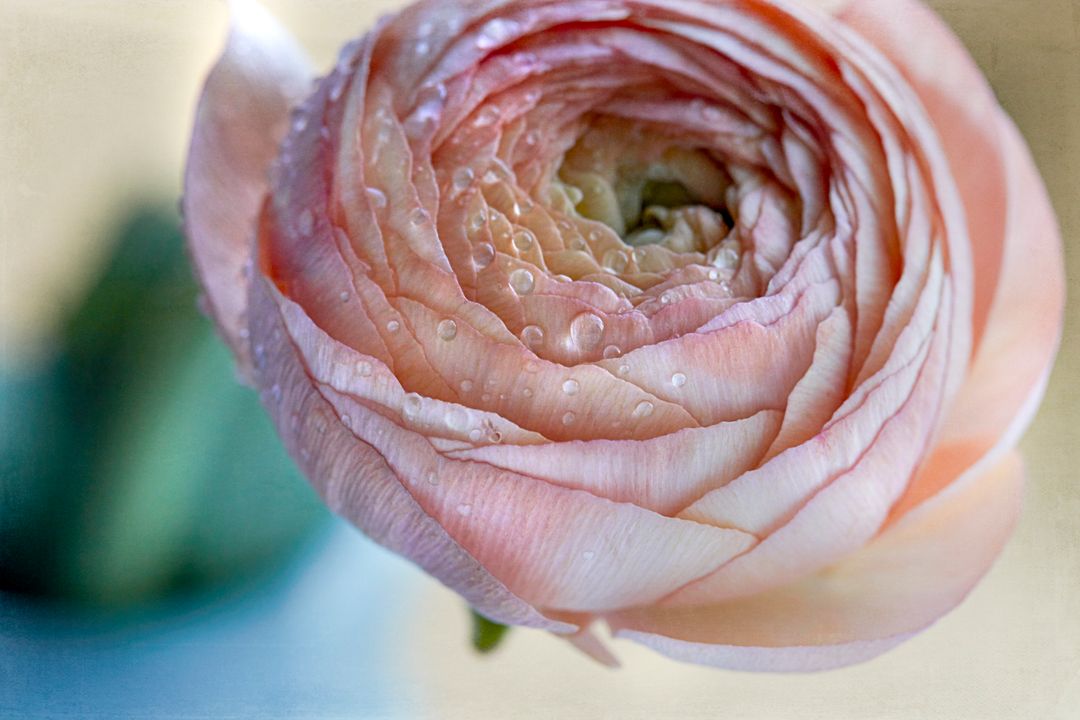 Pink pattern background glowing pink ranunculus bloom closeup with dewdrops