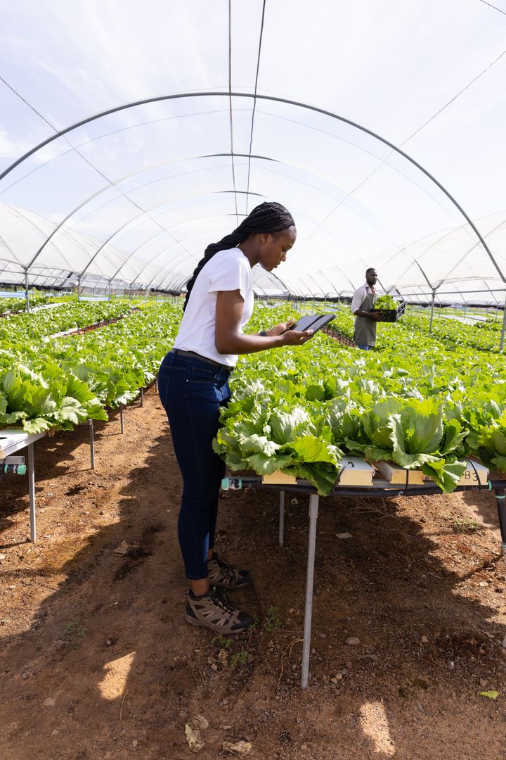 Farmers Using Tablet for Lettuce Inspection in Greenhouse