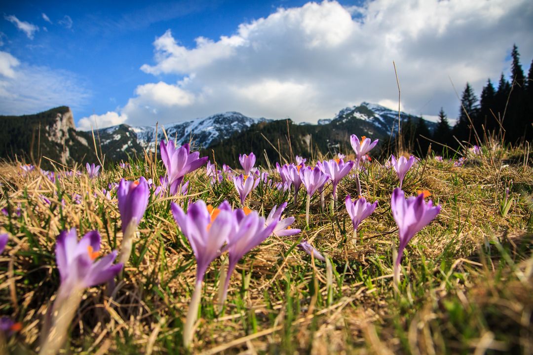 Vibrant Crocus Flowers in Mountainous Meadow under Blue Sky - Free Images, Stock Photos and Pictures on Pikwizard.com