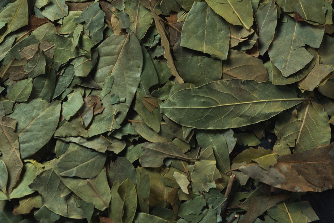 Full Frame of Dried Bay Leaves - Free Images, Stock Photos and Pictures on Pikwizard.com