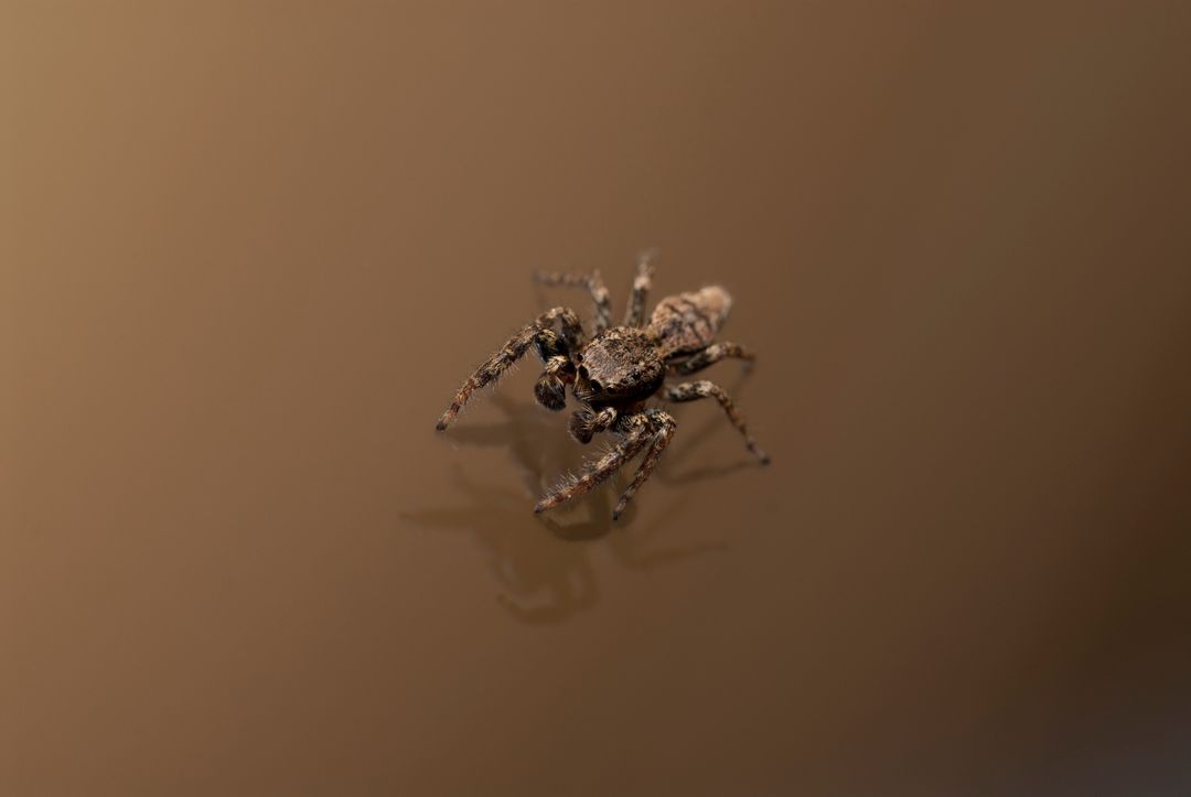 Tiny jumping spider crawling on reflective brown surface macro closeup with shallow depth