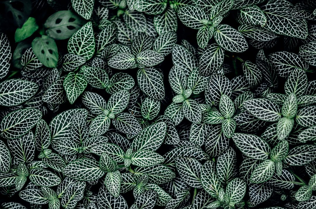 Close-Up of Lush Green Fittonia Plants with Intricate Vein Patterns - Free Images, Stock Photos and Pictures on Pikwizard.com