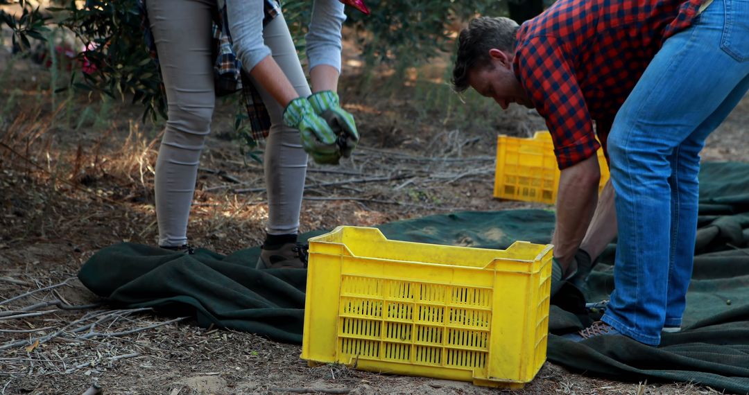 Farmworkers Harvesting Crop with Yellow Crates - Free Images, Stock Photos and Pictures on Pikwizard.com