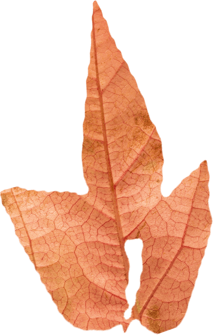 Transparent Dry Autumn Leaf Highlighting Natural Veins