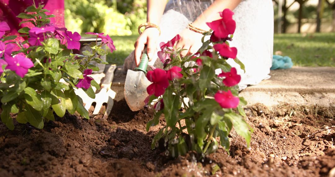 Nurturing Nature: Hands Watering Vibrant Pink Flowers in Garden