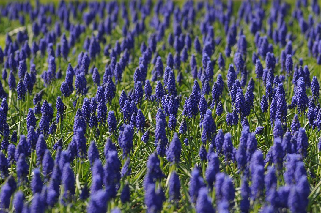 Field of Blue Flowers - Free Images, Stock Photos and Pictures on Pikwizard.com
