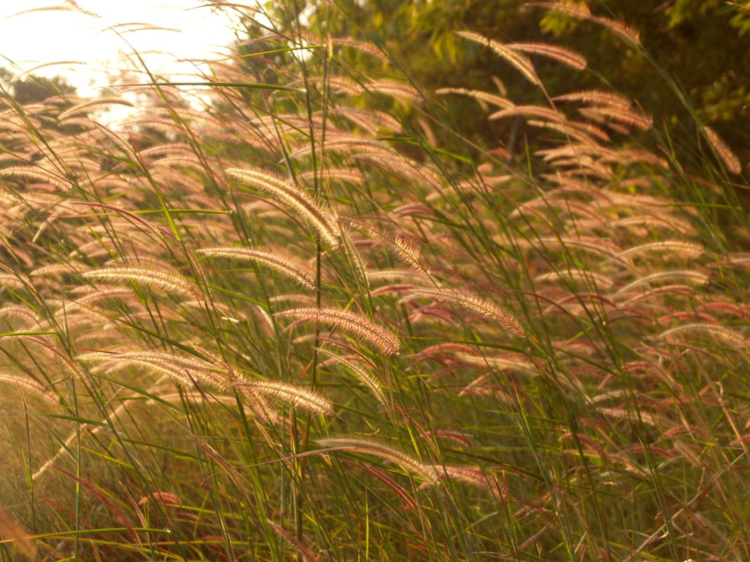 Field of Wild Meadow Grass at Sunset Creating Warm and Serene Atmosphere - Free Images, Stock Photos and Pictures on Pikwizard.com