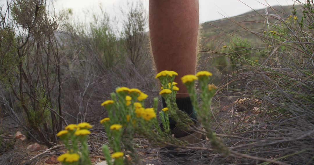 Close-Up of Hiker's Leg with Yellow Wildflowers on Trail - Free Images, Stock Photos and Pictures on Pikwizard.com