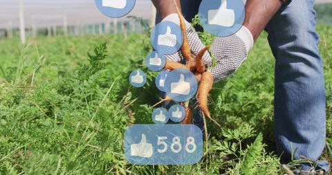 Harvesting Carrots with Social Media Interaction Icons - Download Free Stock Images Pikwizard.com