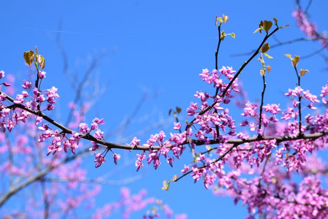 Vibrant Pink Blossoms on Tree Branch Against Blue Sky - Download Free Stock Photos Pikwizard.com
