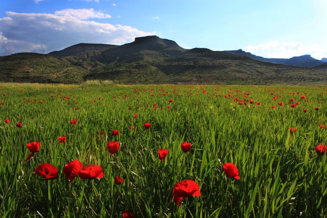 Bright red poppies in lush green field with mountains in background - Download Free Stock Photos Pikwizard.com