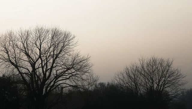 Leafless tree silhouette at dawn with misty horizon and soft pastel sky