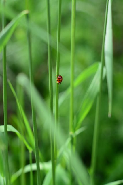 Ladybug moving up a tall grass blade in a lush green environment, likely during spring. Great for nature themed projects, educational materials about insects, spring gardening websites, and conservation campaigns.