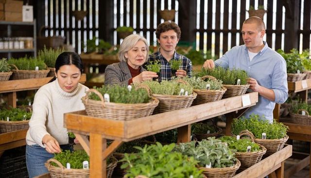 Community team harvesting and arranging fresh herb baskets in rustic market greenhouse