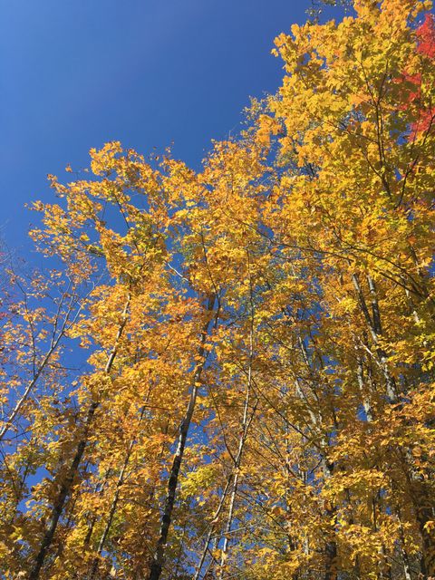 Tall deciduous trees with vibrant autumn foliage against clear blue sky - Download Free Stock Photos Pikwizard.com
