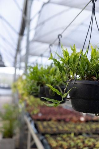 Hanging planters growing ferns in greenhouse nursery with seedling trays and benches