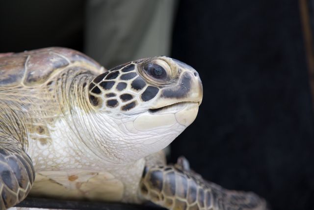 Close-up view of a sea turtle during a release after cold weather on NASA CSWY's south side. Shows detailed scales and patterns on the turtle's face and shell. Can be used for content on conservation efforts, marine life protection, endangered species awareness, or nature education.