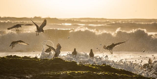 Seagulls Taking Flight over Ocean Waves at Sunrise - Download Free Stock Photos Pikwizard.com