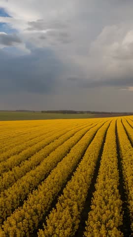 Vertical drone gliding over golden crop rows toward storm clouds on rural farmland