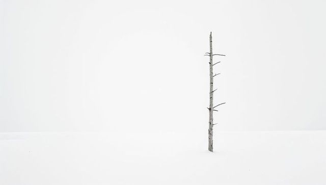 Standing solitary dead tree on vast snowy plain conveying minimal winter solitude