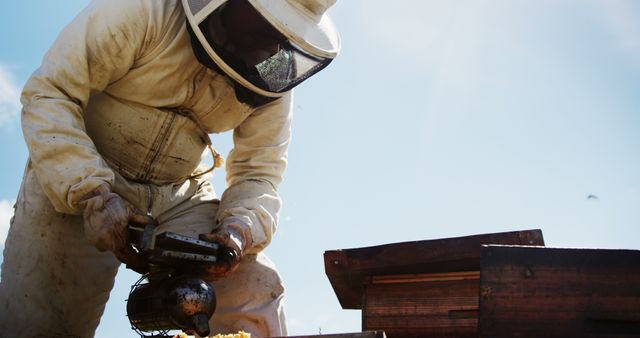 A beekeeper wearing protective suit is starting smoke for beehive maintenance. Useful for illustrating beekeeping practices, agricultural methods, environmental articles, or educational content on apiculture.