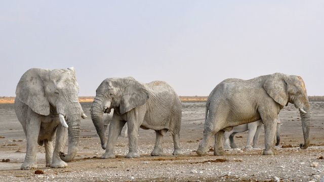This image depicts a group of African elephants walking through a dry, arid landscape. The setting suggests a typical African savannah or desert. This image can be used for wildlife conservation campaigns, educational materials on African wildlife, or travel promotions for safari tours.