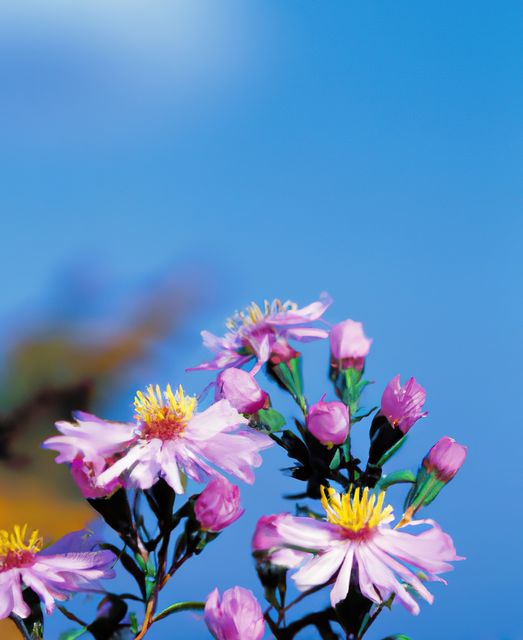 Purple and Pink Wildflowers Blooming Against Clear Blue Sky - Download Free Stock Images Pikwizard.com