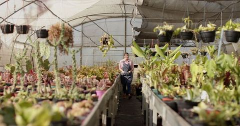 Senior Woman Using Tablet in Hydroponic Greenhouse