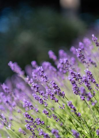Lavender Field Blossoming in Soft Focus Lit by Gentle Sunlight