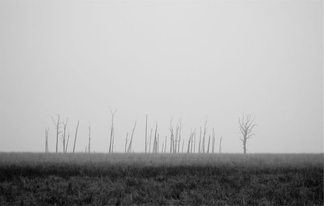 Black and white photo depicting a foggy, sparse forest landscape with minimalistic trees standing against a misty background. Ideal for use in projects related to nature, tranquility, and minimalism. Suitable for creating a moody atmosphere in designs or as artwork for calming, contemplative spaces.