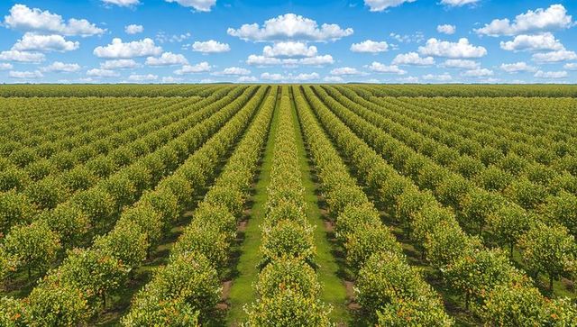 Symmetrical citrus orchard rows stretching to horizon bearing ripe oranges under blue sky