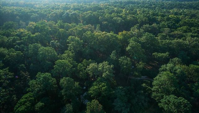 Drone aerial view showing dense green forest canopy with sunlit crowns and winding trail