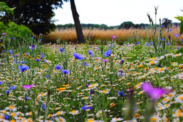 Vibrant wildflower meadow with diverse blooming flowers on a sunny day - Download Free Stock Photos Pikwizard.com